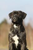 CANE CORSO 816